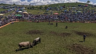 Ein Luftbild von kämpfenden Stieren während der Stierkampf-Wettbewerbe in Bijelo Polje, Bosnien, Sonntag, 11. Mai 2025