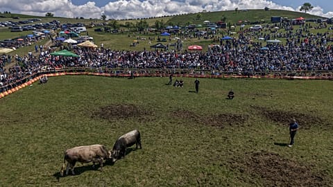 An aerial view of bulls fighting during the bullfight competitions in Bijelo Polje, Bosnia, Sunday, May 11, 2025