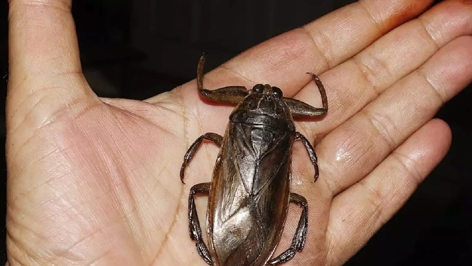 Un ejemplar de Lethocerus patruelis