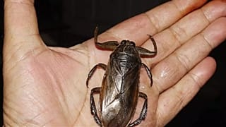 Un ejemplar de Lethocerus patruelis