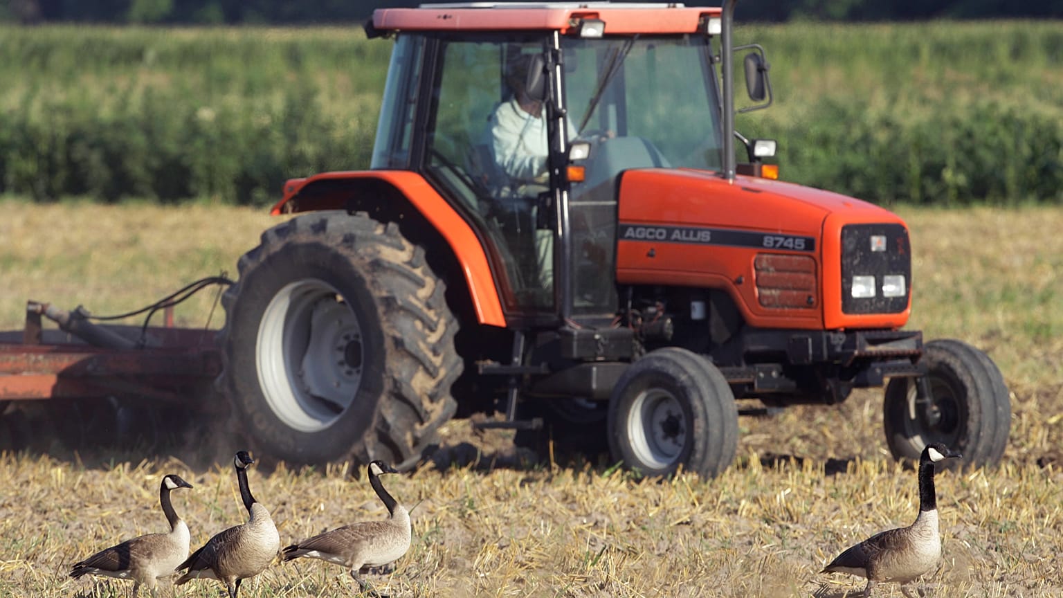 Unos gansos caminan junto a un tractor que disecciona un campo de avena cosechada.