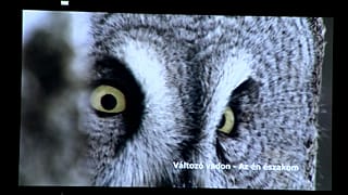 Állókép Török Zoltán Változó vadon - az én Északom c. természetfilmjéből