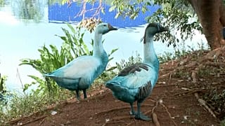 Animales teñidos de azul tras accidente de camión en el estado de Sao Paulo derrama producto químico en arroyo.