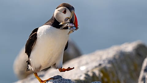 PHOTO D'ARCHIVE - Un macareux moine de l'Atlantique apporte un bec rempli de poissons-appâts pour nourrir son poussin dans un terrier sous les rochers de Eastern Egg Rock, une petite île au large des côtes du Maine, le 25.08.05