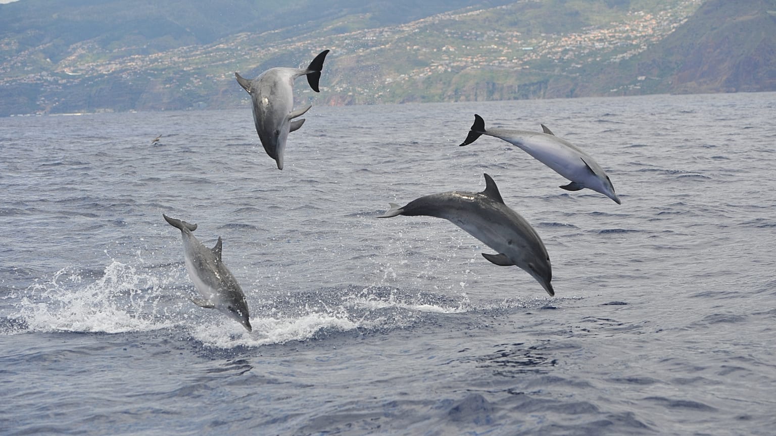 Delfines en el Área de Patrimonio Ballenero de Madeira.