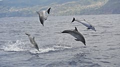 Delfines en el Área de Patrimonio Ballenero de Madeira.