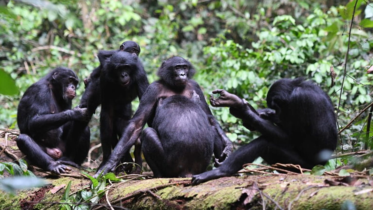 Kongo Demokratik Cumhuriyeti'ndeki Kokolopori Bonobo Rezervi'nde yaşayan hayvanlar.