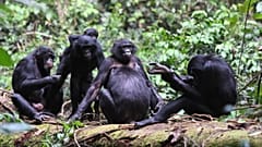 Kongo Demokratik Cumhuriyeti'ndeki Kokolopori Bonobo Rezervi'nde yaşayan hayvanlar.