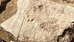 Fragment des entdeckten Reliefs