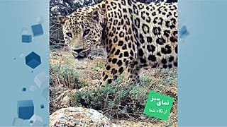 پلنگ در پارک ملی گلستان 