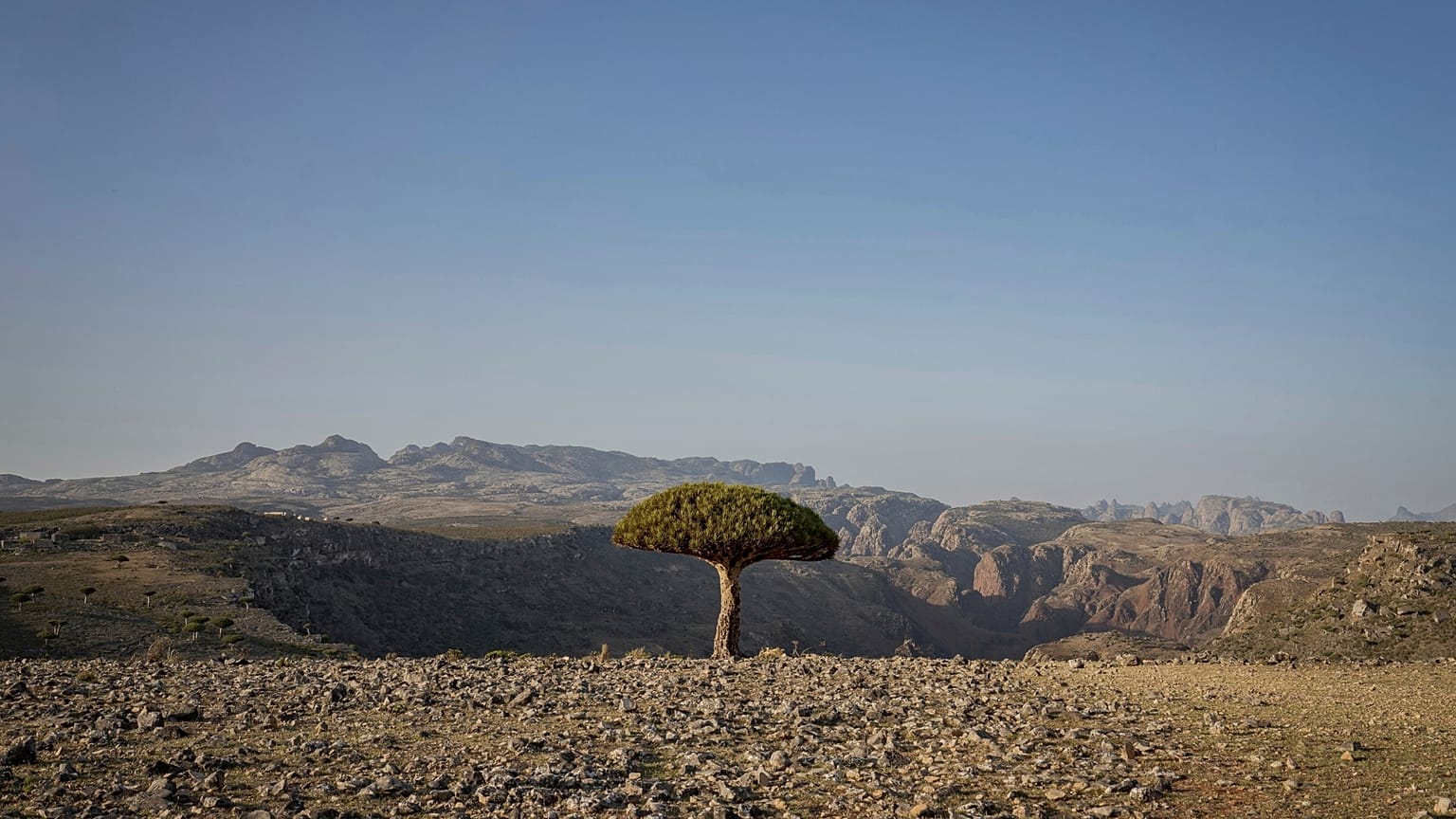 Un árbol de sangre de dragón sobre un cañón en la isla yemení de Socotra.
