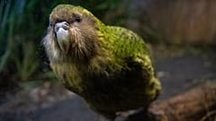 Los científicos están ayudando a evitar que el pájaro kākāpō siga el camino del dodo con la inseminación artificial.