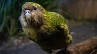 Bilim insanları yapay döllenme ile kākāpō kuşunun dodo yoluna gitmesini önlemeye yardımcı oluyor.