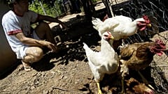 O Brasil é o maior exportador de aves do mundo, abastecendo os principais mercados internacionais.