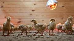 Delaware eyaletinin Camden kentindeki First State Hayvan Merkezi ve SPCA’da yüzlerce civciv bir bölmede etrafta dolaşırken, 16 Mayıs 2025