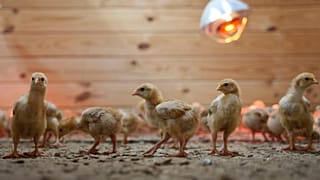Delaware eyaletinin Camden kentindeki First State Hayvan Merkezi ve SPCA’da yüzlerce civciv bir bölmede etrafta dolaşırken, 16 Mayıs 2025