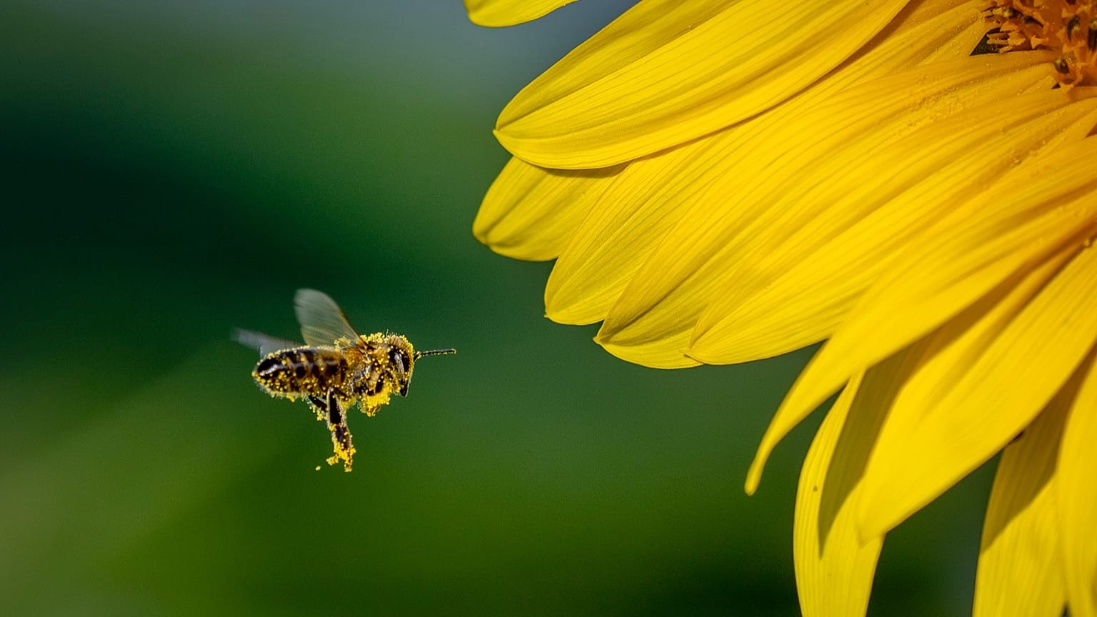 Bienen leiden unter Kriegen und Konflikten, so eine Studie. Zum Erhalt des Ökosystems haben sie eine wichtige Rolle.
