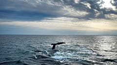 Una pareja de ballenas francas del Atlántico Norte interactúa en la superficie de la bahía de Cape Cod.