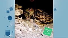 شاه‌بوف اهواز 