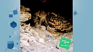 شاه‌بوف اهواز 