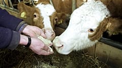 Gazdájuk kezéből evő fiatal szavasmarhák (Archív fotó) 