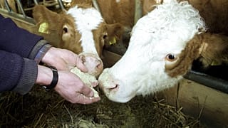 Gazdájuk kezéből evő fiatal szavasmarhák (Archív fotó) 