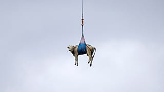 Una vaca es transportada en helicóptero,