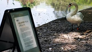 Ein Schwan steht neben einem Schild zur Vogelgrippe im St. James's Park in London, Freitag, 2. Mai 2025.