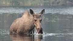FOTO DE ARCHIVO - Un alce en el agua, Canadá