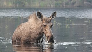 ARCHIVBILD - Ein Elch im Wasser, Kanada