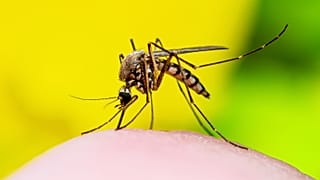 Il virus del Nilo occidentale è ora considerato diffuso in Europa a causa dell'aumento delle temperature.