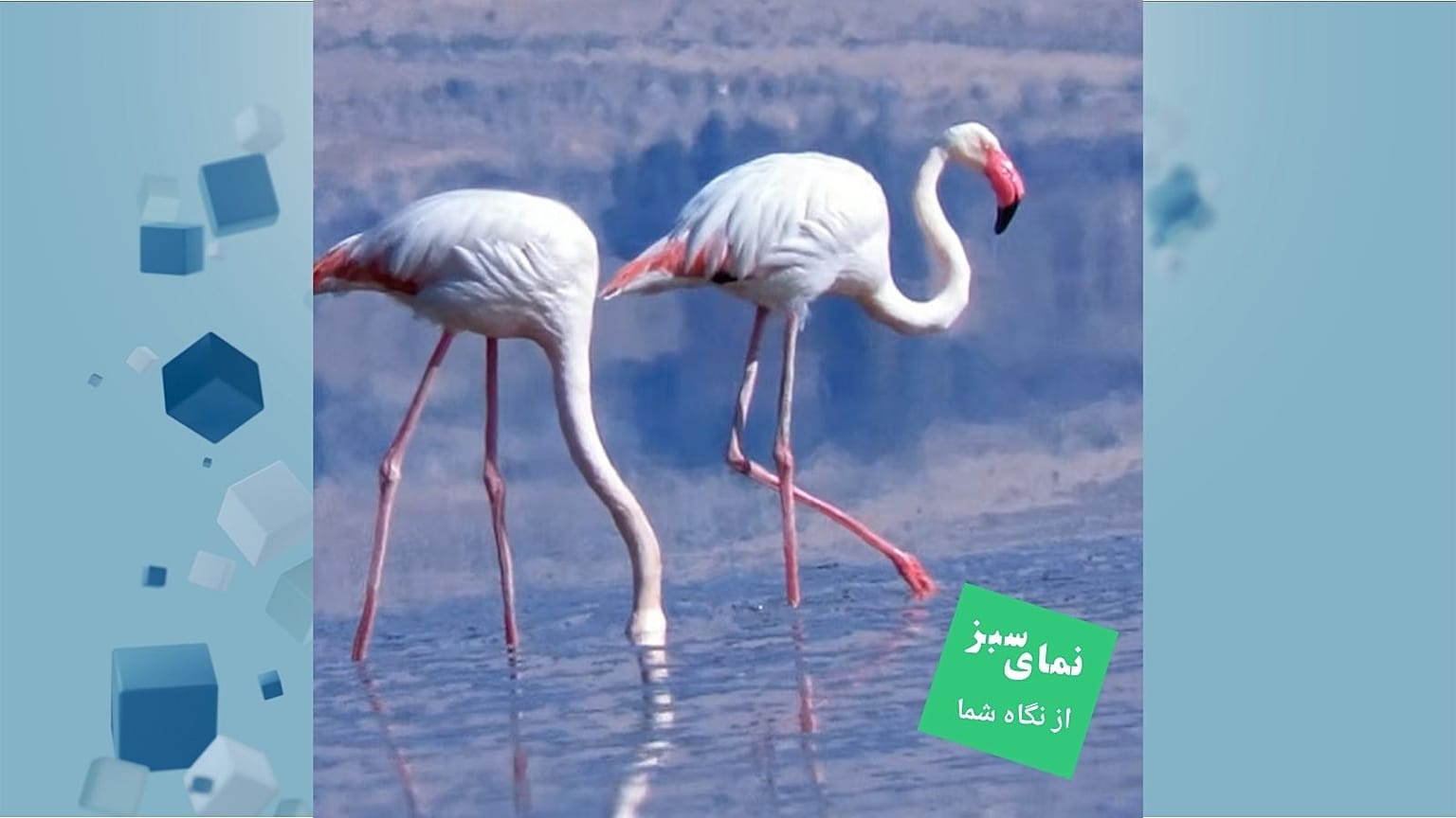 فلامینگوها 