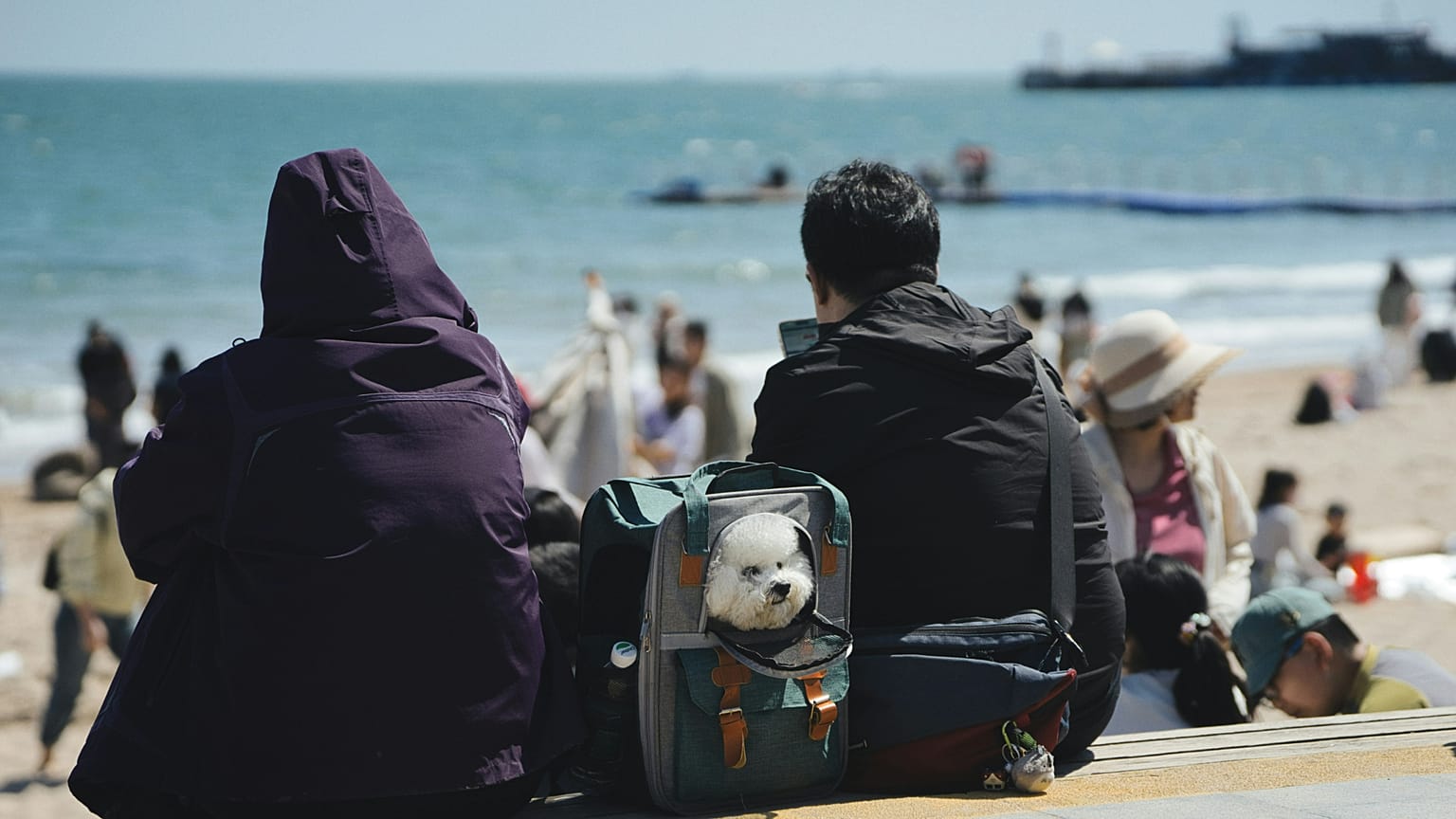 Antes do Brexit, os residentes no Reino Unido podiam viajar facilmente com os seus animais de estimação, com um mínimo de burocracia. 