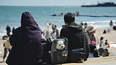 Antes do Brexit, os residentes no Reino Unido podiam viajar facilmente com os seus animais de estimação, com um mínimo de burocracia. 
