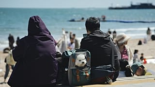 Before Brexit, UK residents enjoyed straightforward travel with their pets involving minimal paperwork. 