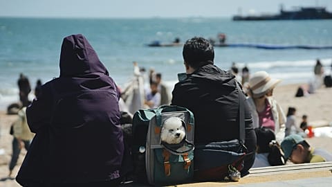 Before Brexit, UK residents enjoyed straightforward travel with their pets involving minimal paperwork. 