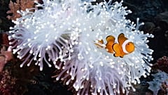 Nesta fotografia cedida por Morgan Bennett-Smith, um peixe-palhaço é mostrado ao lado de uma anémona na Baía de Kimbe, ao largo da costa da Papa Nova Guiné. 