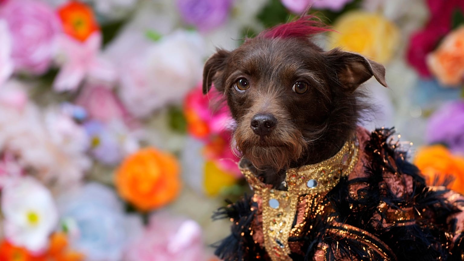 Un perro asiste al desfile de moda Pet Gala en el Museo del Perro AKC, el lunes 20 de mayo de 2024, en Nueva York