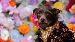 Ein Hund besucht die Pet Gala Modenschau im AKC Museum of The Dog am Montag, den 20. Mai 2024, in New York.