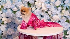 Dogs get spiffy for the annual Pet Gala