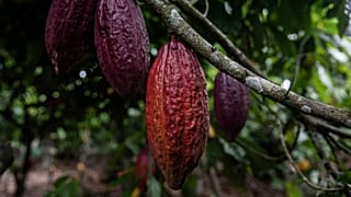 Cocoa pods hang on a tree in Divo, West-Central Ivory Coast, November 19, 2023.