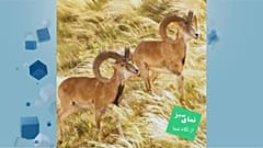 قوچ‌های اوریال 