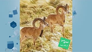 قوچ‌های اوریال 