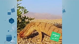 بزمجه داراب 