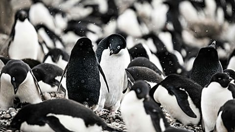 Penguin poo could be keeping Antarctica cool