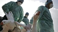 Romanian health workers carry domestic birds before gassing them. 
