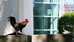 Ein Hahn sitzt am Dienstag, den dreizehnten Mai zweitausendfünfundzwanzig, vor dem Wilkie D. Ferguson Jr. United States Courthouse in Miami.