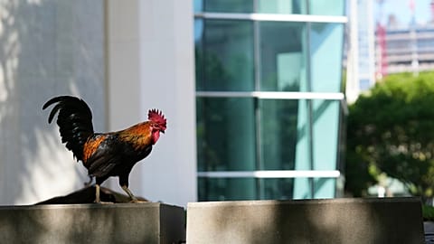 Петух возле здания суда США имени Уилки Д. Фергюсона-младшего в Майами