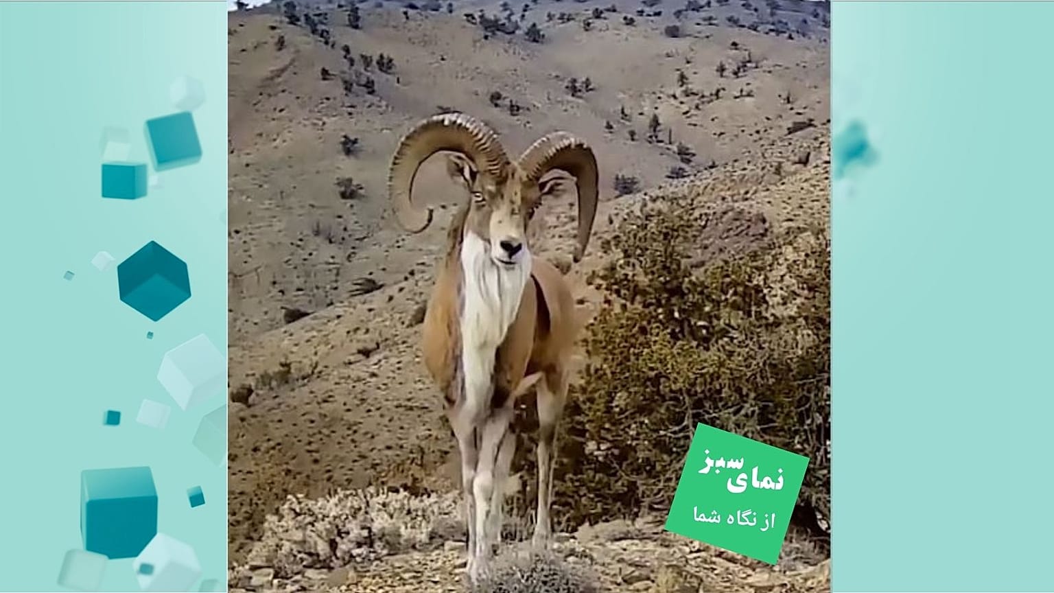 قوچ اوریال 
