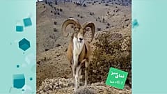 قوچ اوریال 